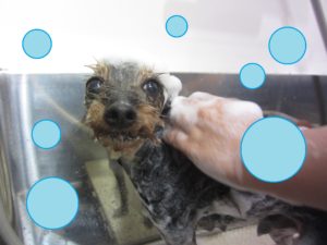 シャンプーミックス