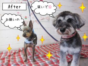 仕上がりミックス&Mシュナ