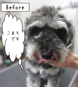 よろしくMシュナ