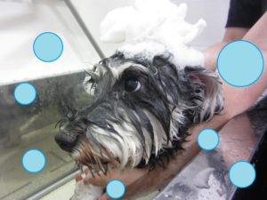 シャンプーMシュナ