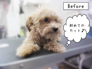 よろしくトイプー