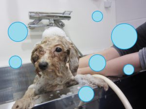 シャンプートイプー