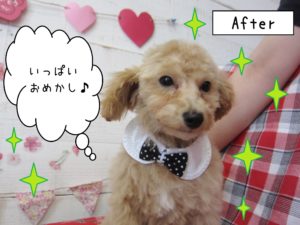 仕上がりトイプー