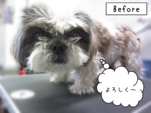 よろしくシーズー