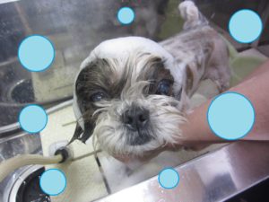 シャンプーシーズー