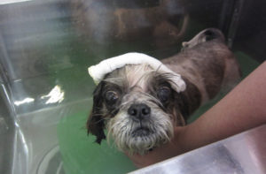 お風呂シーズー