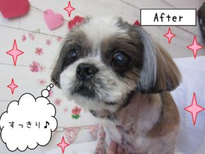 仕上がりシーズー