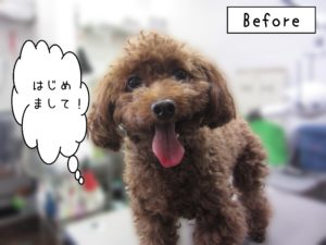 よろしくトイプー