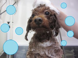 シャンプートイプー