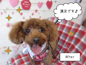 TPのボギーちゃん施術後