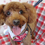 ボギーちゃんアイキャッチ