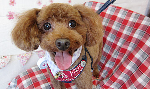 ボギーちゃんアイキャッチ