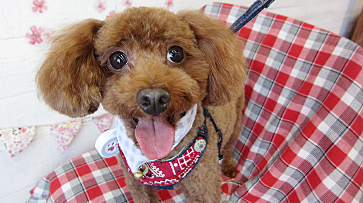 ボギーちゃんアイキャッチ