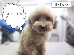 よろしくトイプー