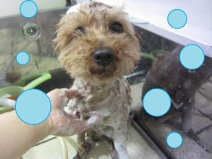 シャンプートイプー