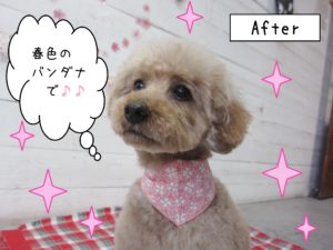 仕上がりトイプー