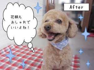 仕上がりトイプー