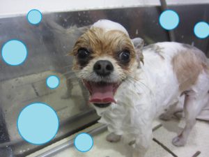 シャンプーミックス