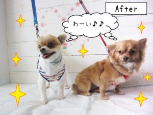 仕上がりミックス&チワワ