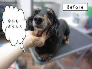 よろしくダックス