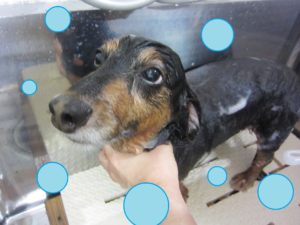 シャンプーダックス