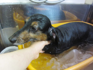 お風呂ダックス