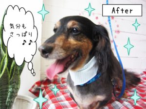 仕上がりダックス