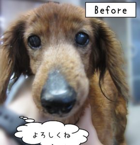 よろしくダックス