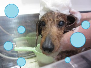 シャンプーダックス