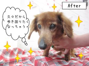 仕上がりダックス