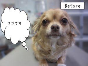 よろしくチワワ