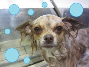 シャンプーチワワ