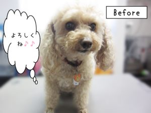 よろしくトイプー