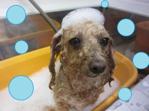 シャンプートイプー