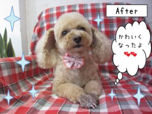 仕上がりトイプー