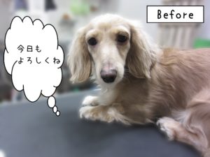 よろしくダックス