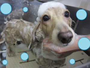 シャンプーダックス