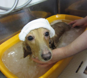 お風呂ダックス