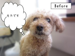 よろしくトイプー