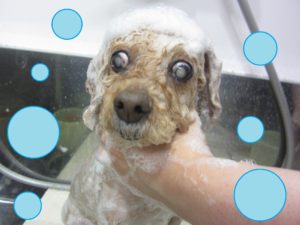 シャンプートイプー