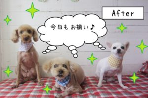 仕上がりトイプー&チワワ