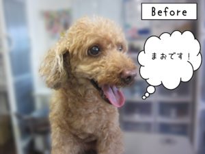 よろしくトイプー