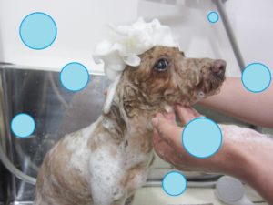 シャンプートイプー