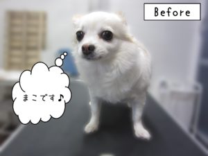 よろしくチワワ