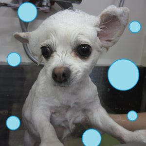 シャンプーチワワ