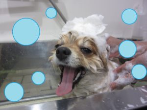 シャンプーポメ