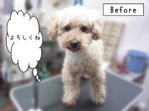 よろしくトイプー