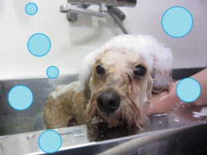 シャンプートイプー