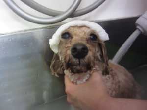 お風呂トイプー