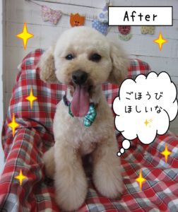 仕上がりトイプー